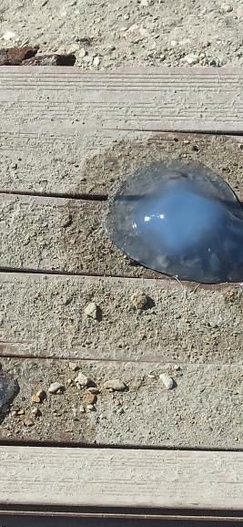 Foça'nın ardından Çeşme'de de görüldü! İzmir'de denizanası istilası