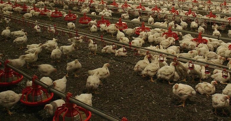 Tüm kümes hayvanlarına karantina kararı!