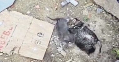 Yavru kedileri son anda kurtardılar