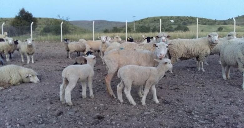 Manisa’da veba alarmı