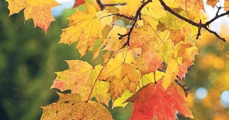 Ağrı kesici olarak kullanılan yaprak