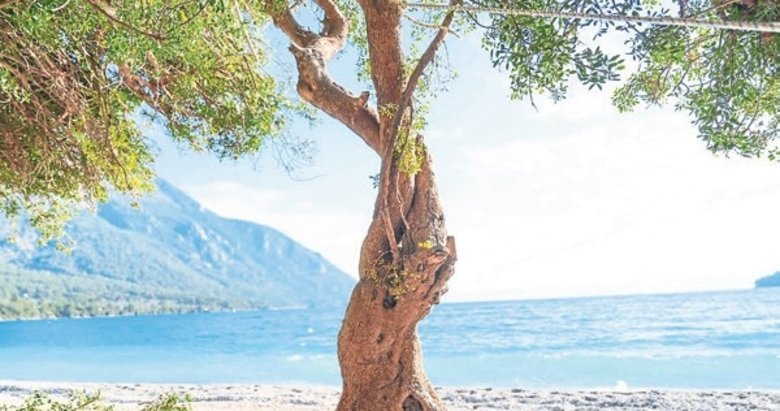 Lodosla devrilen agaç yerine dikildi