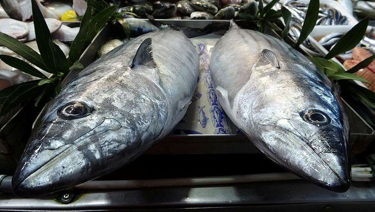 Çanakkale’de balıkçı esnafından ’tombik’ uyarısı! Balık alırken buna dikkat!
