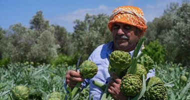 Enginarın üretim üssü İzmir’de üreticinin hasat mesaisi arttı: Kent genelinde 8 bin dekar alanda yetiştiriliyor