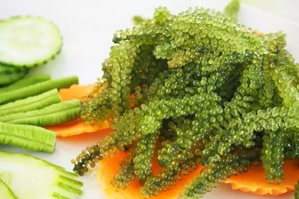 Deniz börülcesinin faydaları nelerdir?