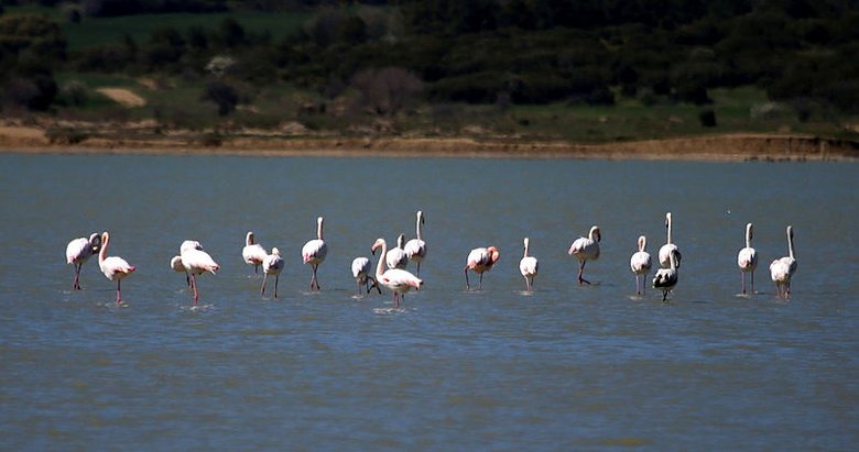 Gelibolu Yarımadası’na göçmen flamingolar bu yıl da geldi