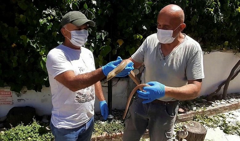 Kuşadası’nda yakaladığında yılan sandı ama! Gerçek başka çıktı...