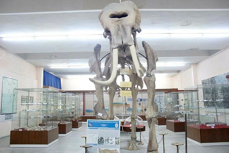 İzmir’de ziyaretçilerini bekliyor! Ege’nin bilim vitrini: Tabiat Tarihi Koleksiyonu