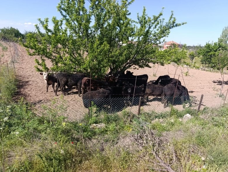 Angus yüklü TIR devrildi, 1 kişi yaralandı