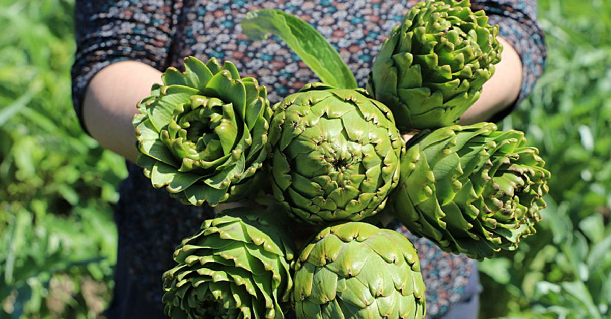 İzmir'de 'çılgın sebze' mesaisi! Enginarın faydaları nelerdir: Çeşitliliği, konservesi, salamurası…