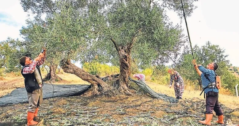 Zeytinde var yılı başladı