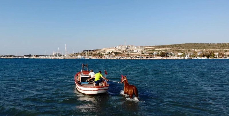 Sakatlanan yarış atları denizde tedavi ediliyor