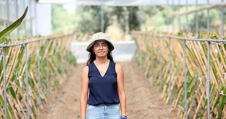 Aydın’daki köyünde ejder meyvesi serası kuran kadın girişimcinin hedefi ihracat