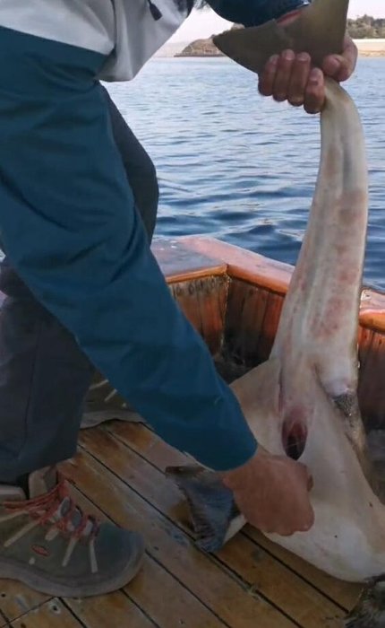 Köpek balığı teknede doğum yaptı! Çanakkale’den ilginç anlar kamerada