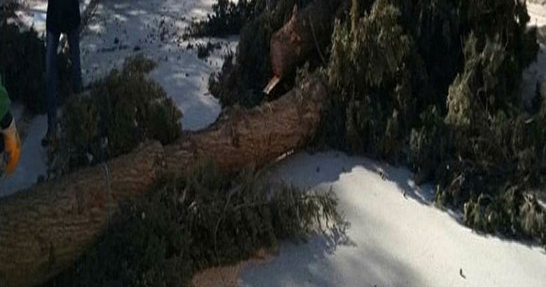 Fırtına ağacı devirdi