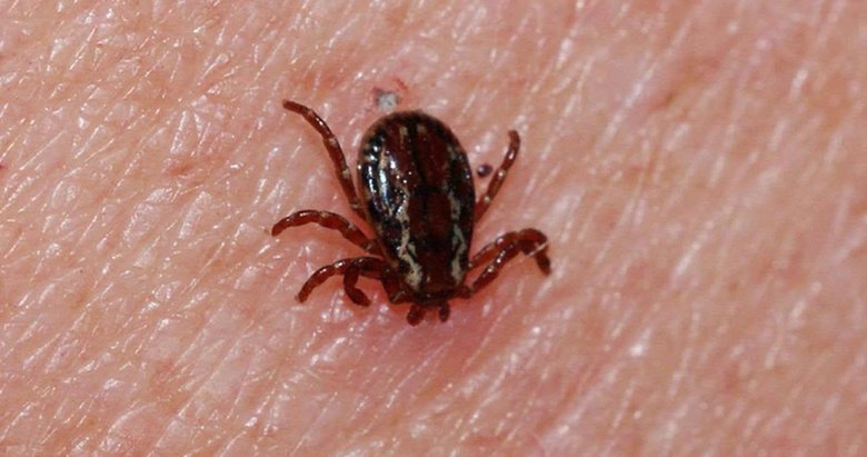 Kene krizi her zamankinden daha büyük bir soruna dönüşebilir