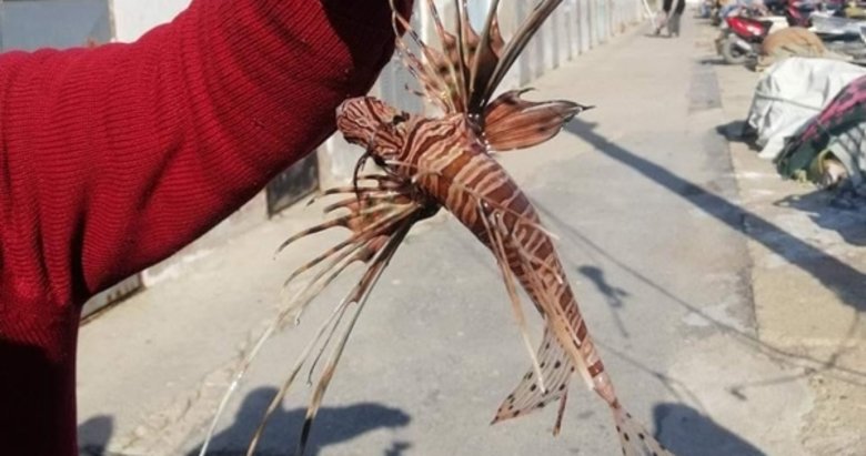 Dünyanın en zehirli balıklarından! Kuşadası’nda yakalandı