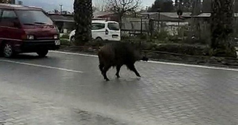 Karayoluna inen yaban domuzu sürücülere zor anlar yaşattı