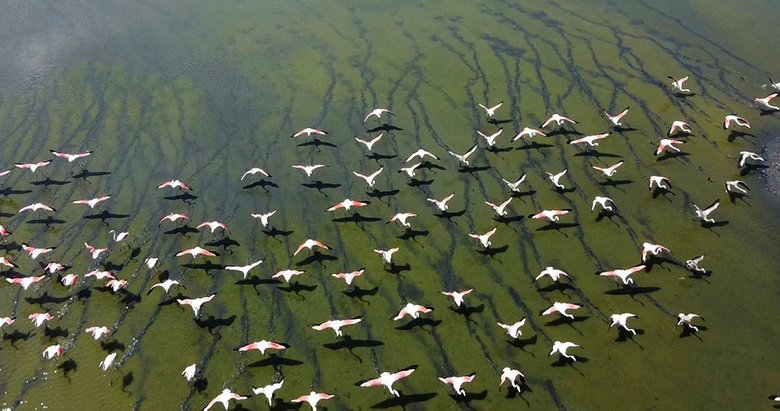Göçmen kuşların uğrak noktası Uzunhızırlı Göleti kurudu