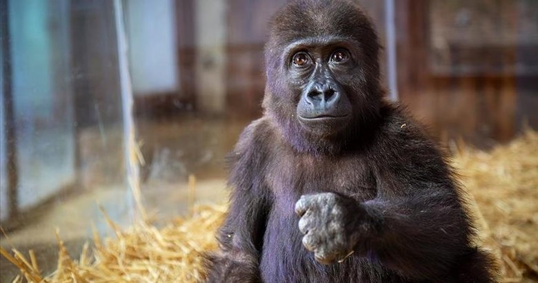 Tarım ve Orman Bakanlığı yavru goril için isim anketi oluşturdu