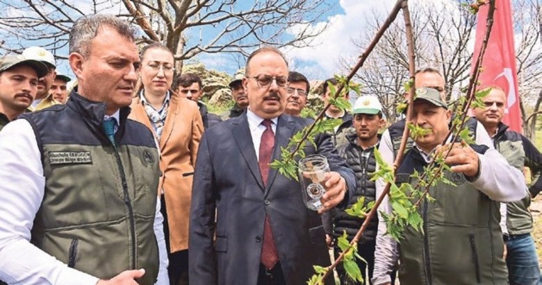 Kestane ağaçlarını koruma hamlesi
