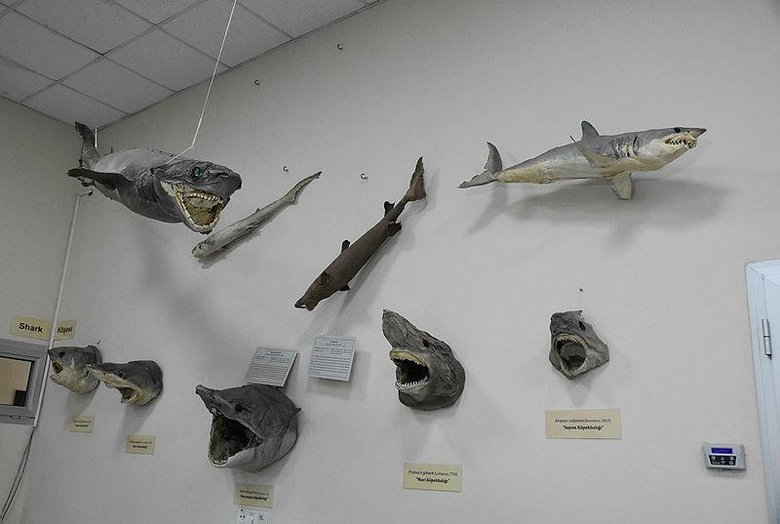 Ege ve Akdeniz’de köpek balığı sayısında artış var mı? Uzman isim açıkladı