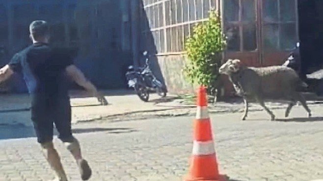 kurbanlik-hayvanlar-ortaligi-birbirine-katti-1779912619168.jpeg