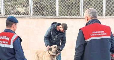 Köpek dövüştüren şahıslara jandarmadan baskın