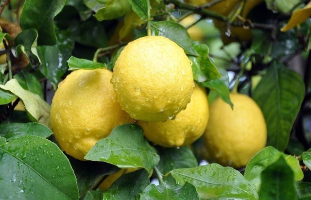 İşte limonlu suyun mucizevi faydaları... Limon nelere iyi gelir?