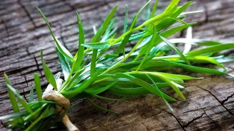 Tarhun otunun faydaları nelerdir? Tarhun otu ne işe yarar?