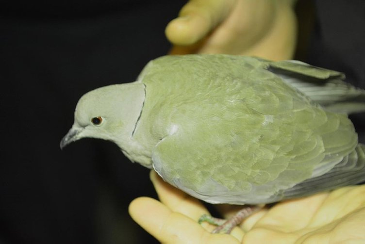 Manisa’da sıkışan yavru güvercini itfaiye kurtardı