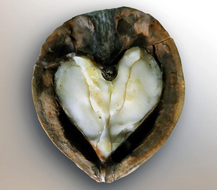 Cevizin faydaları nelerdir? Neye iyi gelir?