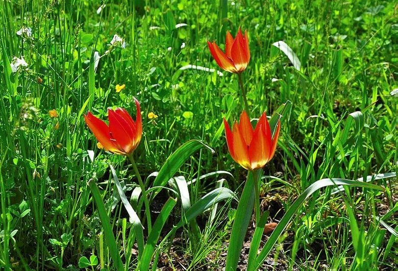 Dikkat! Dokunan yanar... Manisa’da yetişiyor