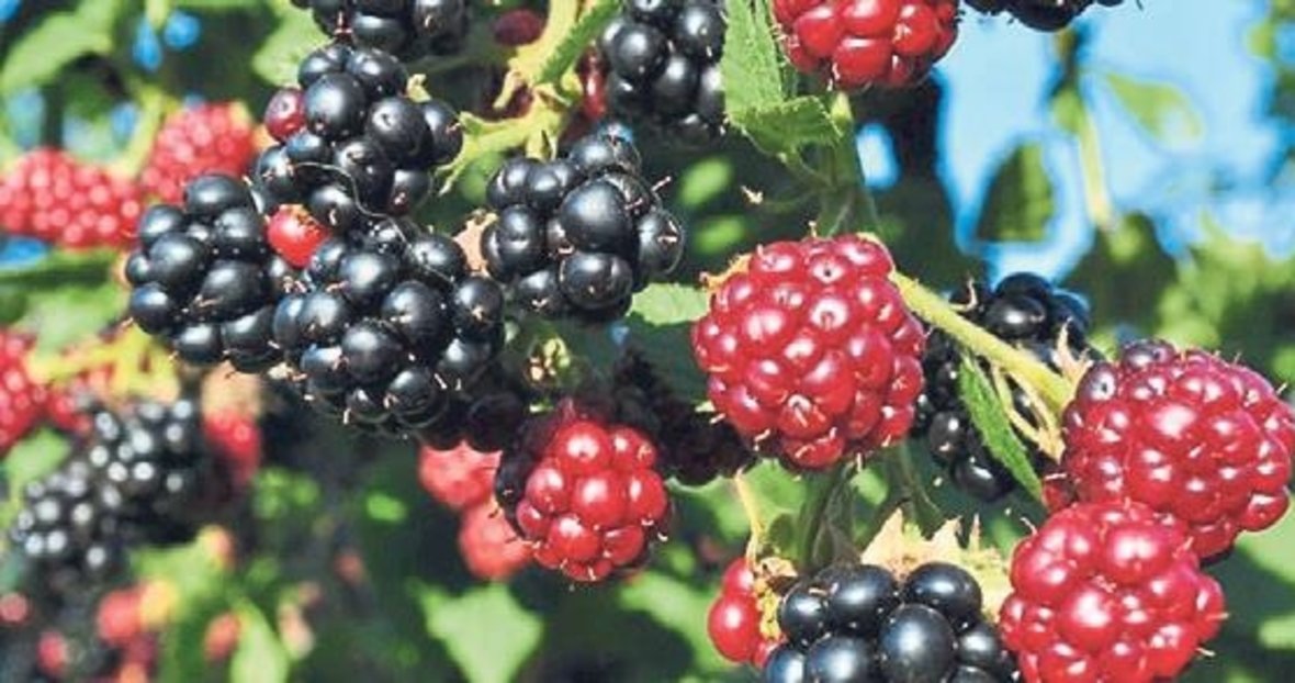 Böğürtlenin faydaları saymakla bitmiyor