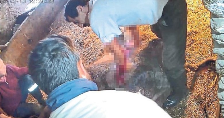 Aydın’da ameliyat edilip sezaryen yapılan inek telef oldu