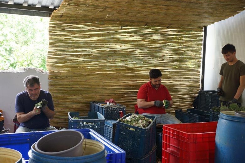 Asgari ücretin 4 katını kazanıyorlar! Yeşil altın geçim kapısı oldu