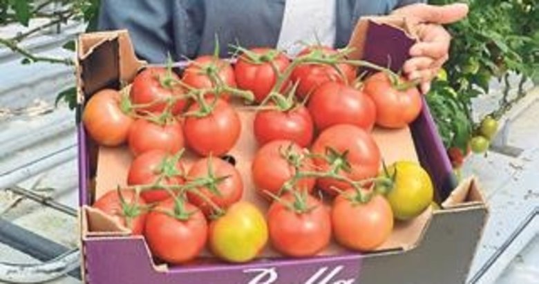 Salkım domatesler kadınlara emanet