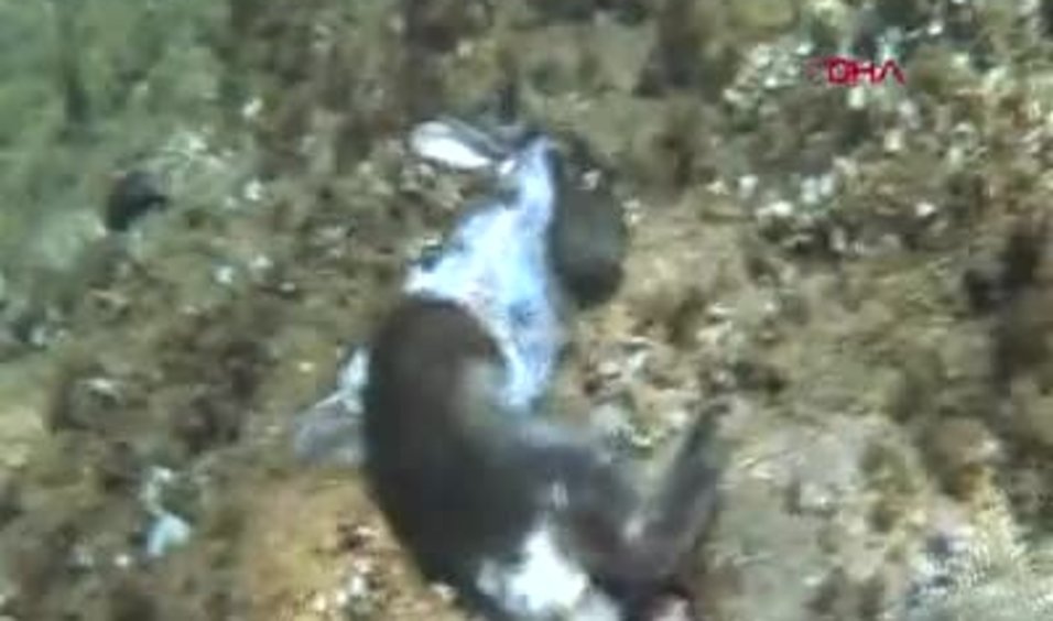 canakkale de sok eden goruntuler ahtapotun tavsani yedigi video sosyal medyayi salladi