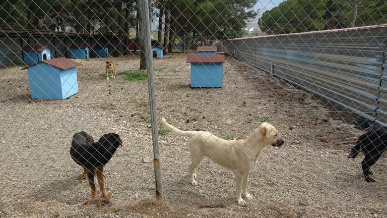 Çanakkale’de belediye barınağında vahşet! Hayvanlar açlıktan birbirini parçaladı