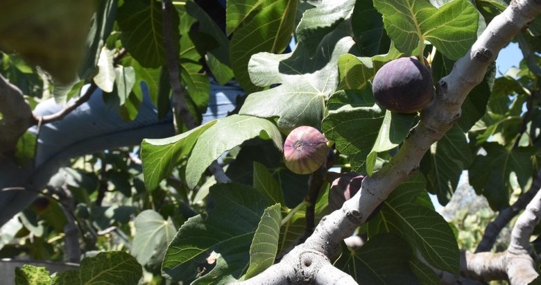 Dünyada rakibi olmayan siyah incir, Avrupa pazarını fethediyor