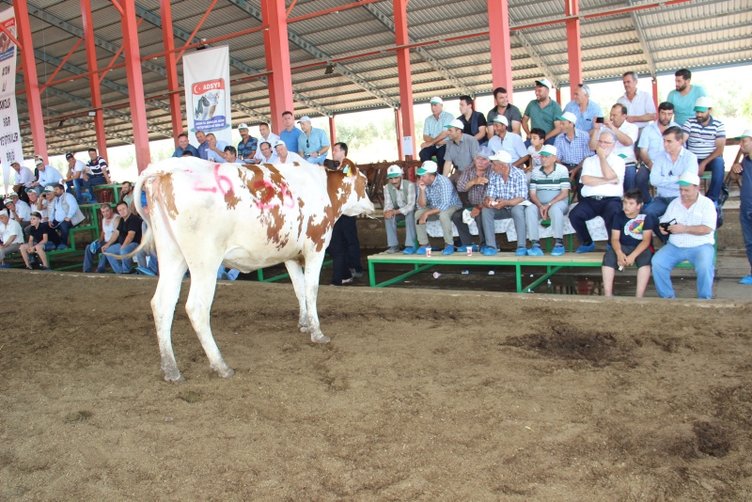Aydın’da düveler podyuma çıktı! Kapış kapış gittiler