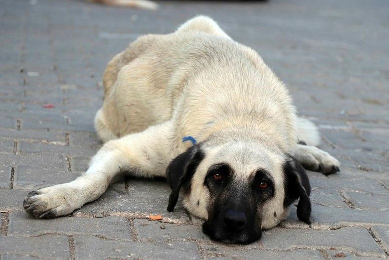 Katlettikleri her köpek için 1902 TL ödeyecekler Çanakkale Haberleri