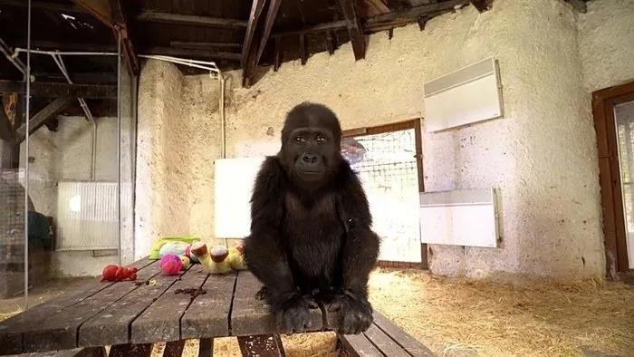 İstanbul Havalimanı’nda bulunmuştu! Bakanlık anket paylaştı: Yavru goril için 4 isim önerisi