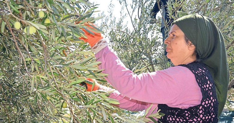 Avrupa’daki kuraklık Türk zeytinine yaradı