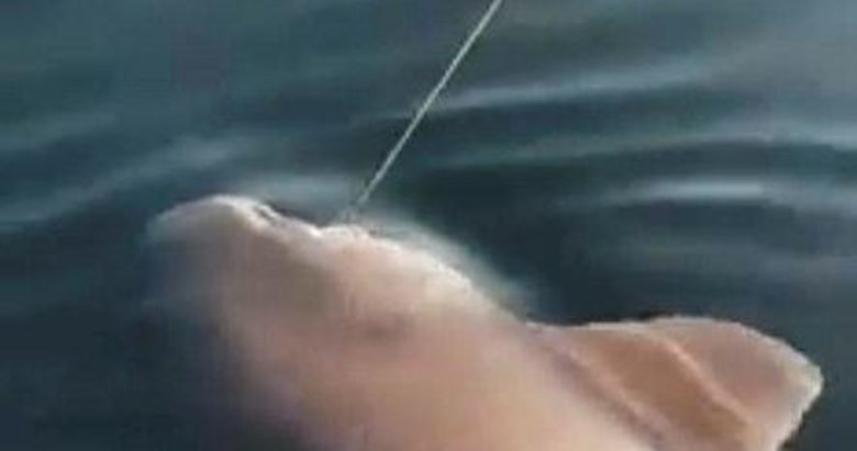 Çanakkale’de 3 metrelik köpek balığı oltaya takıldı