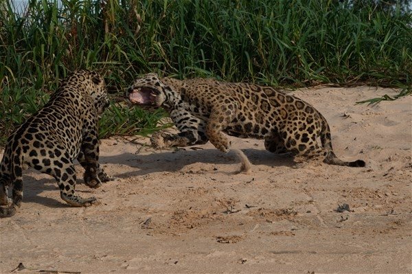 Vahşi doğada ölümcül karşılaşma! İki jaguar...