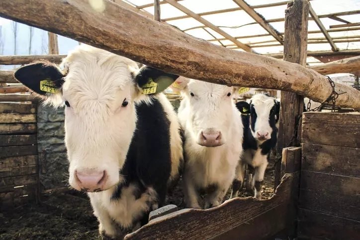 Kurban keserken hangi dualar okunur, nasıl tekbir getirilir, niyet edilir?