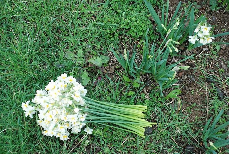 İzmir’i nergis kokusu sardı! Karaburun’da hasat zamanı