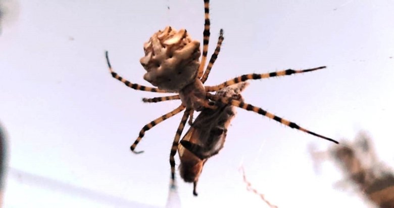 Dünyanın en zehirli örümcek türlerinden! Ayvalık’ta görüntülendi