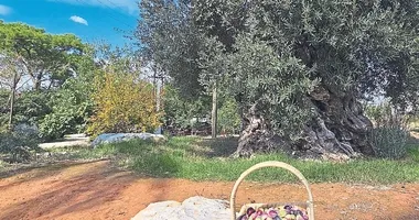 Asırlık zeytin ağacından rekor rekolte beklentisi